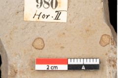 Foto (Detailsansicht) von Castanea atavia Unger (NHMW-GEO-2024-0188-0980)